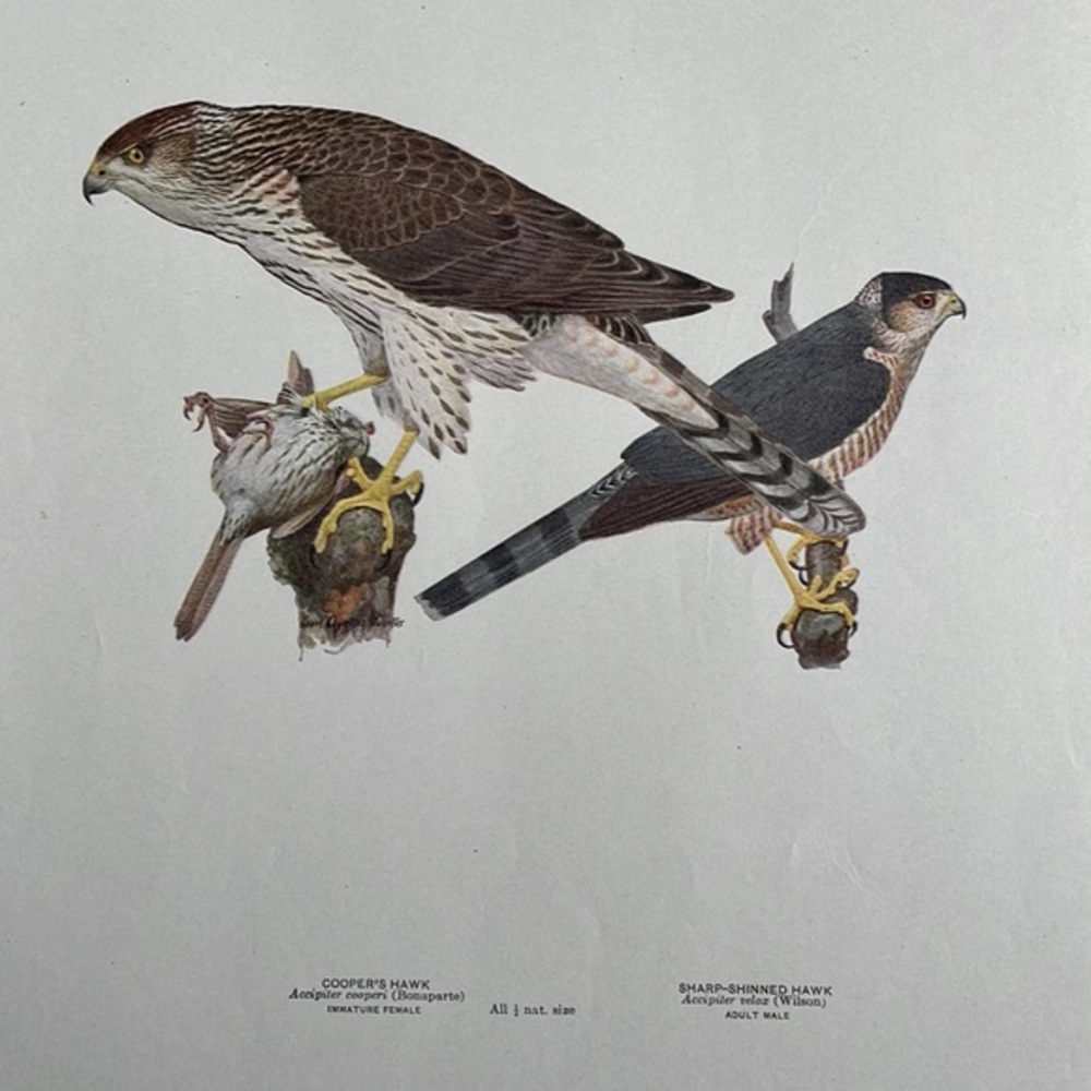 Antique Ornithological Hawk Bird Print Original from 1913 vintage antiqu…